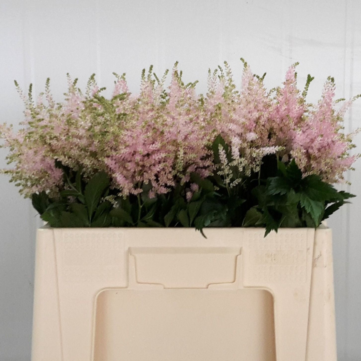 Астильба Европа 55 (светло-роз.), шт.