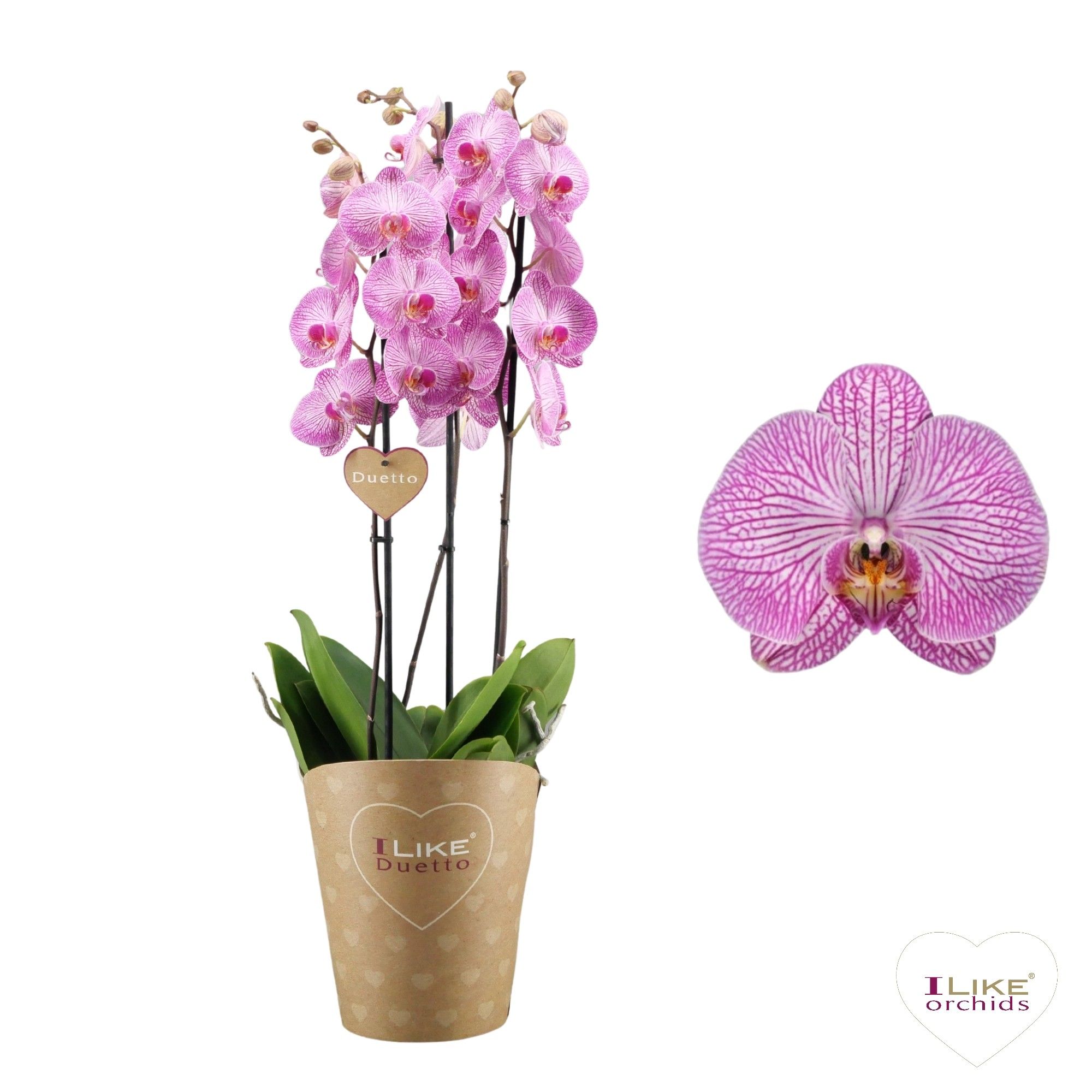 Duetto Budapest 3-tak, D 17