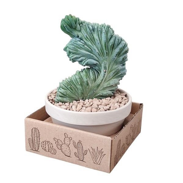 MYRTILLOCACTUS GEOMETRIZANS CRESTED - Ø 15 WHITE BASALT BOWL IN CARDBOARD BOX 16X16 CM6X16 (CACTUS), D 15