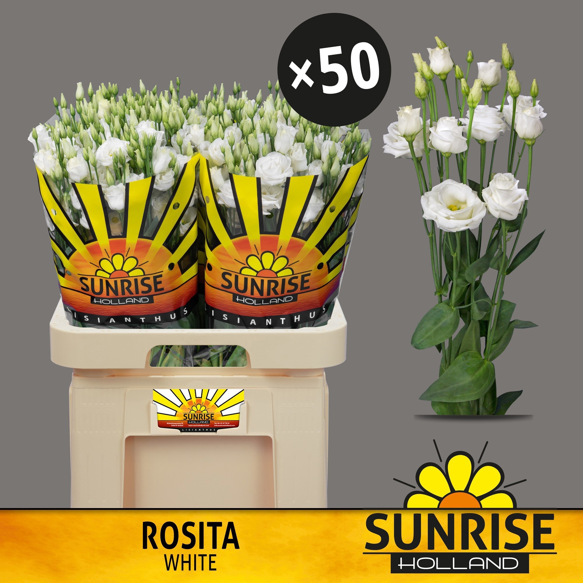 Эустома Розита Вайт 70 (бел.), шт.