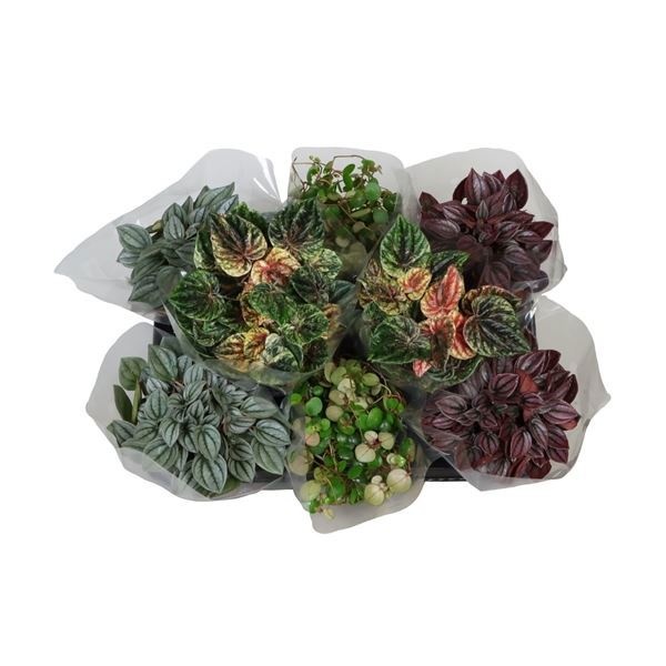 Peperomia Mix in Sleeve 12 cm, D 11 cm