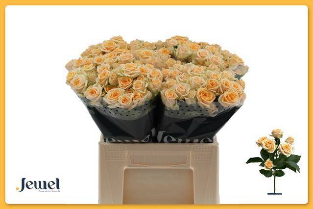 Роза куст. Тринити 40, шт.