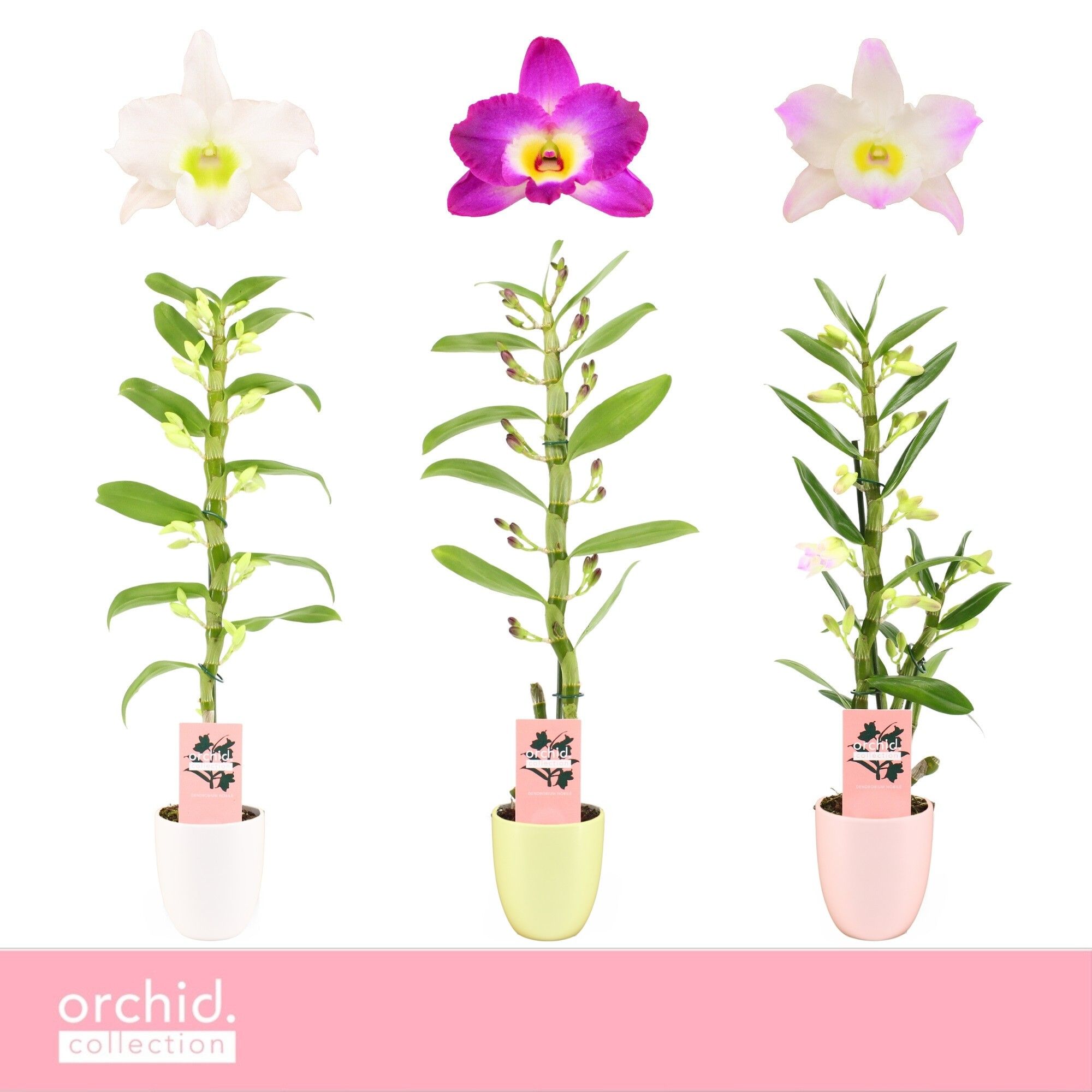 Dendrobium Nobilé, Mix 1-spike in Lotte 'Orchid Collection', D 12