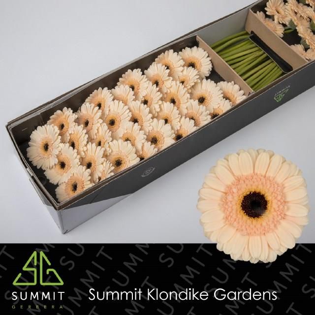 Гермини Кафе x60, шт.