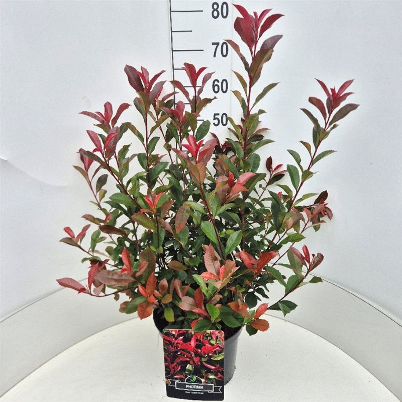 Photinia fraseri 'Carré Rouge', D 28