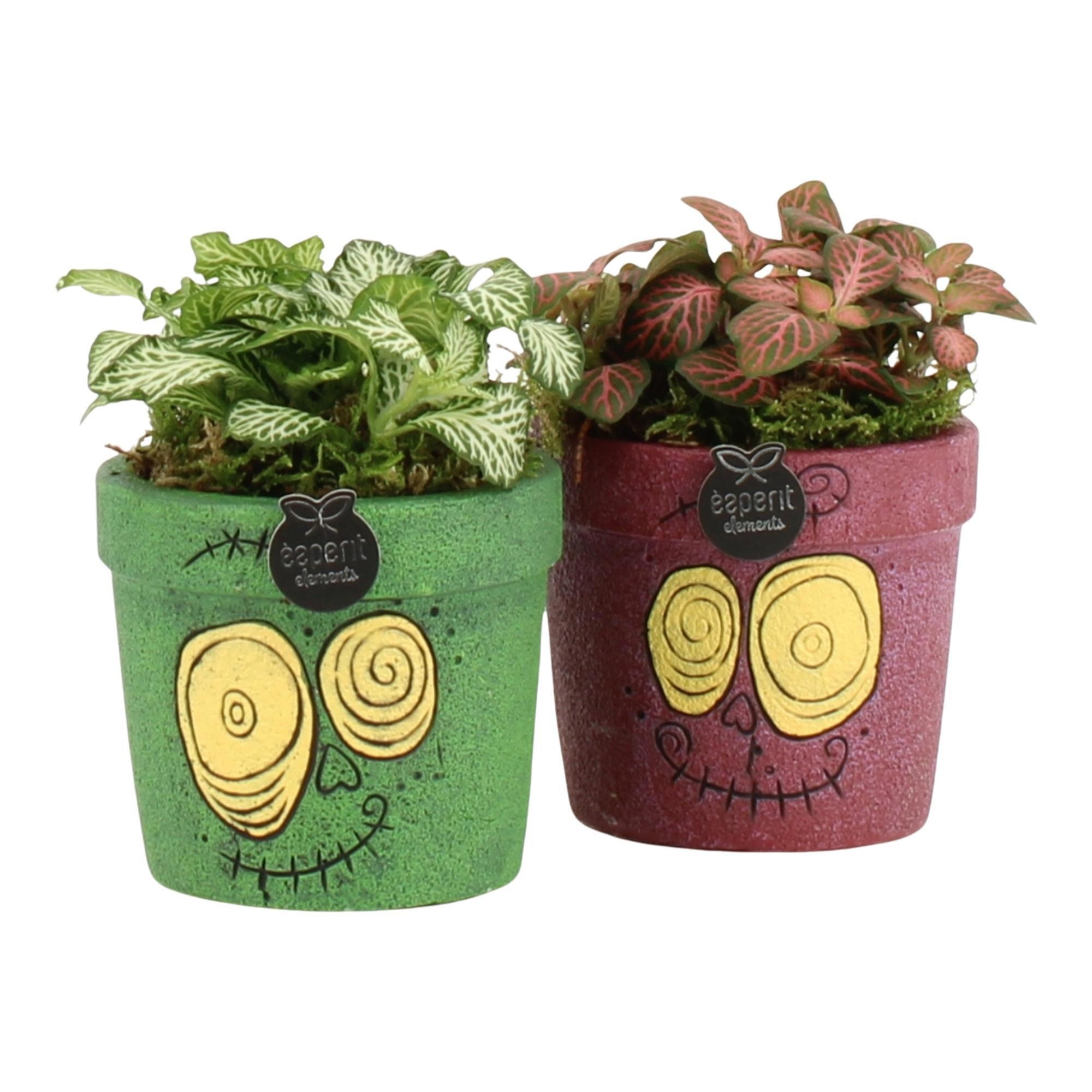 83360: Halloween arrangement, D 9 cm 83360: Halloween arrangement, D 9 cm