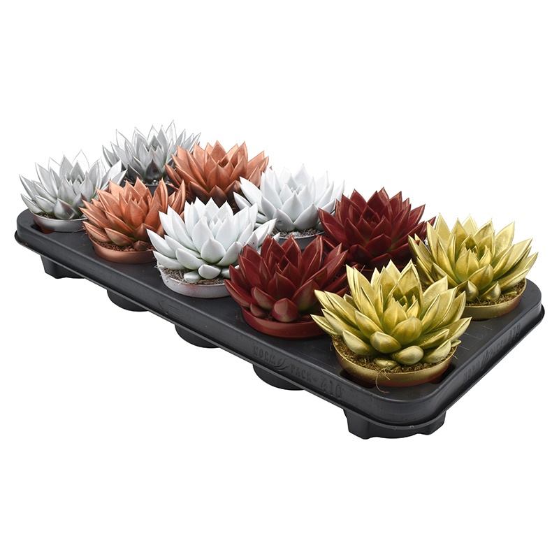 Miranda coloured Xmas mix, D 10,5