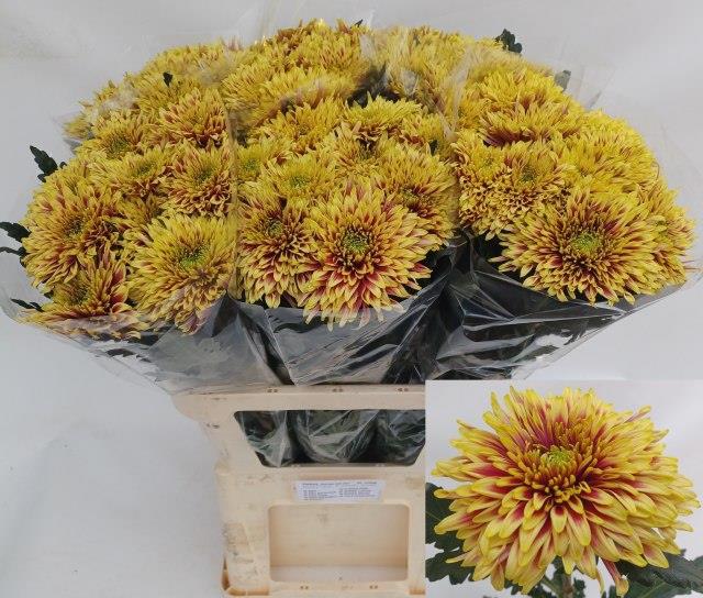 Хризантема од. Тула Отем 80, шт.