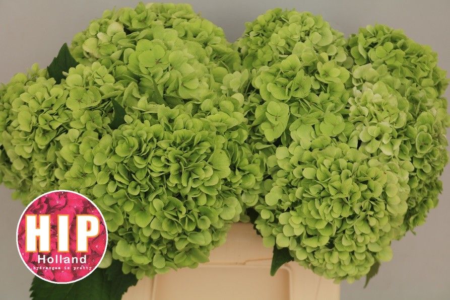 Гортензия Кэннонболл Классик 40, шт.