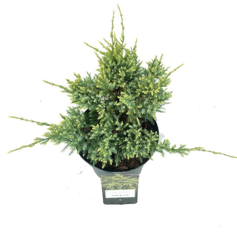 Juniperus squamata 'Dream Joy', D 18
