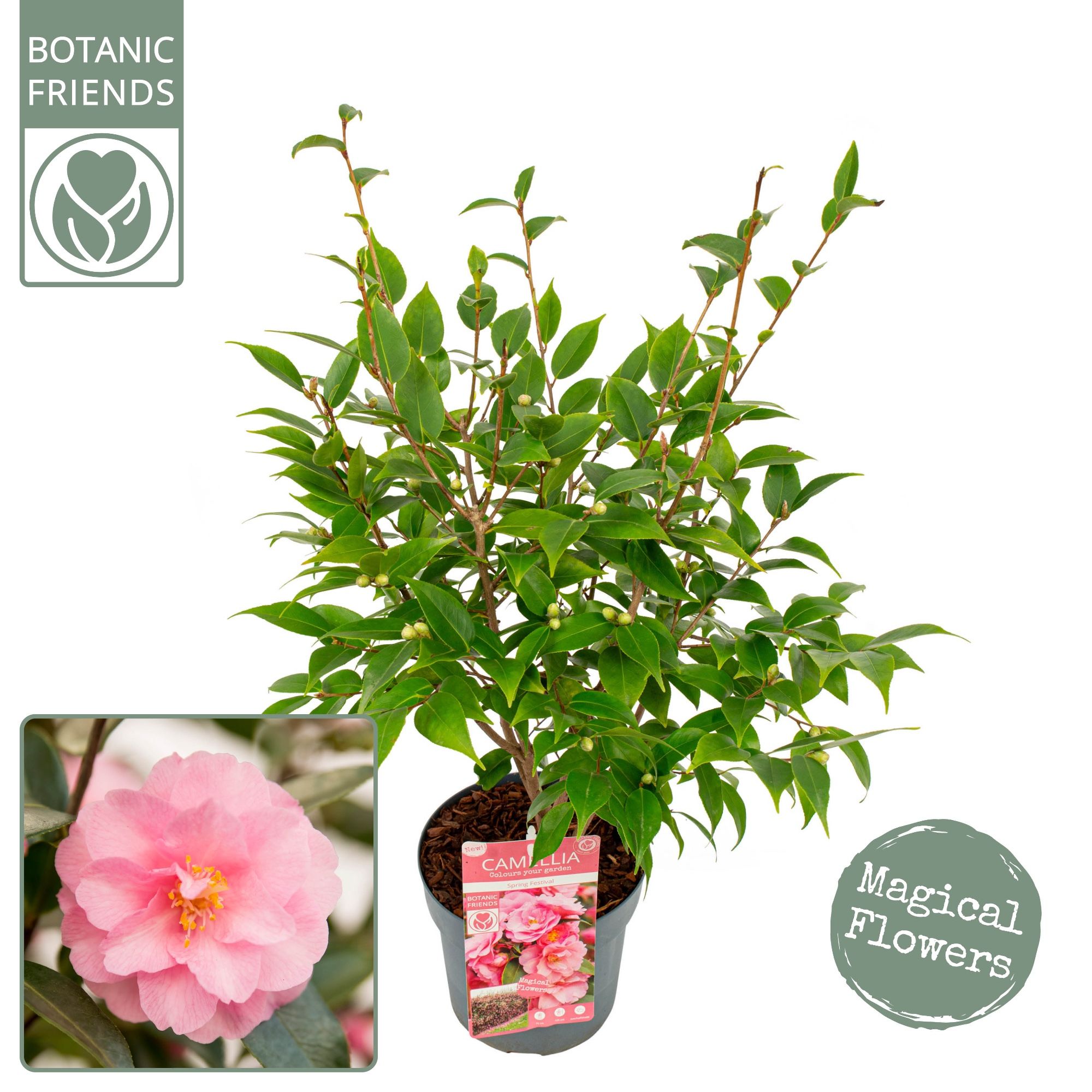 Camellia jap. 'Spring Festival' Premium, D 19 cm Camellia jap. 'Spring Festival' Premium, D 19 cm
