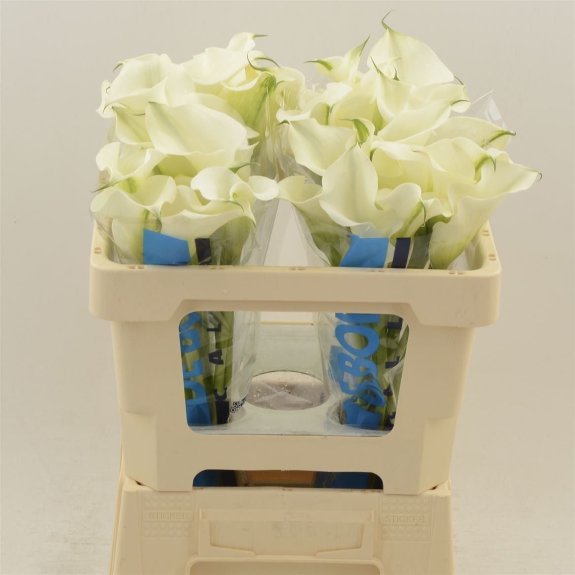 Калла Кэптен Вентура 50, шт.