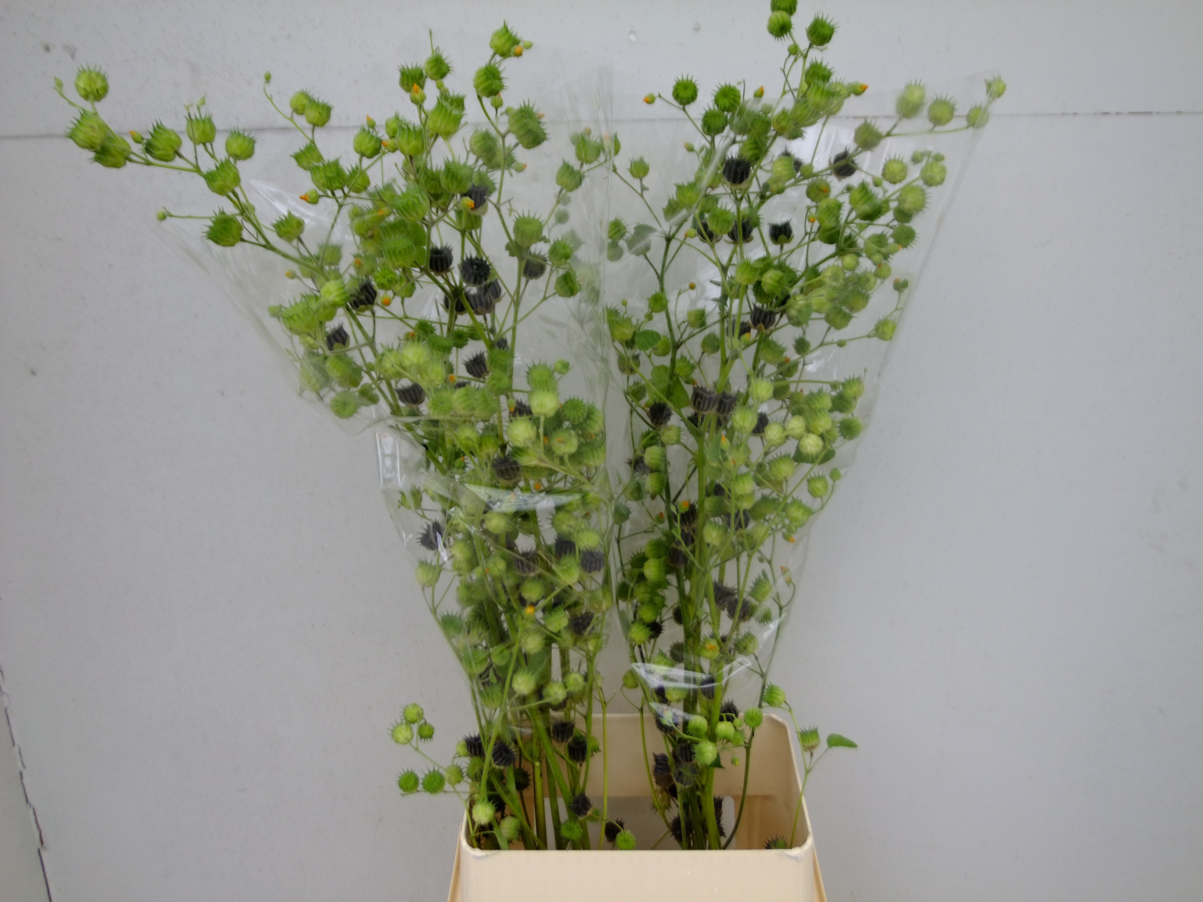 Лаватера Овериг 125, шт. Лаватера Овериг 125, шт.