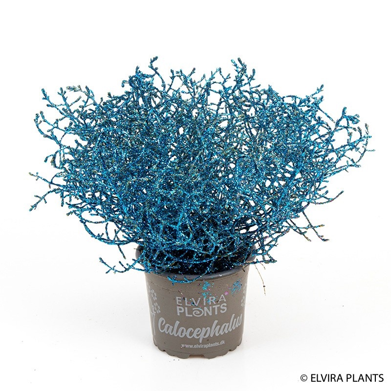 CALOCEPHALUS BROWNII BLUE, D 11 cm