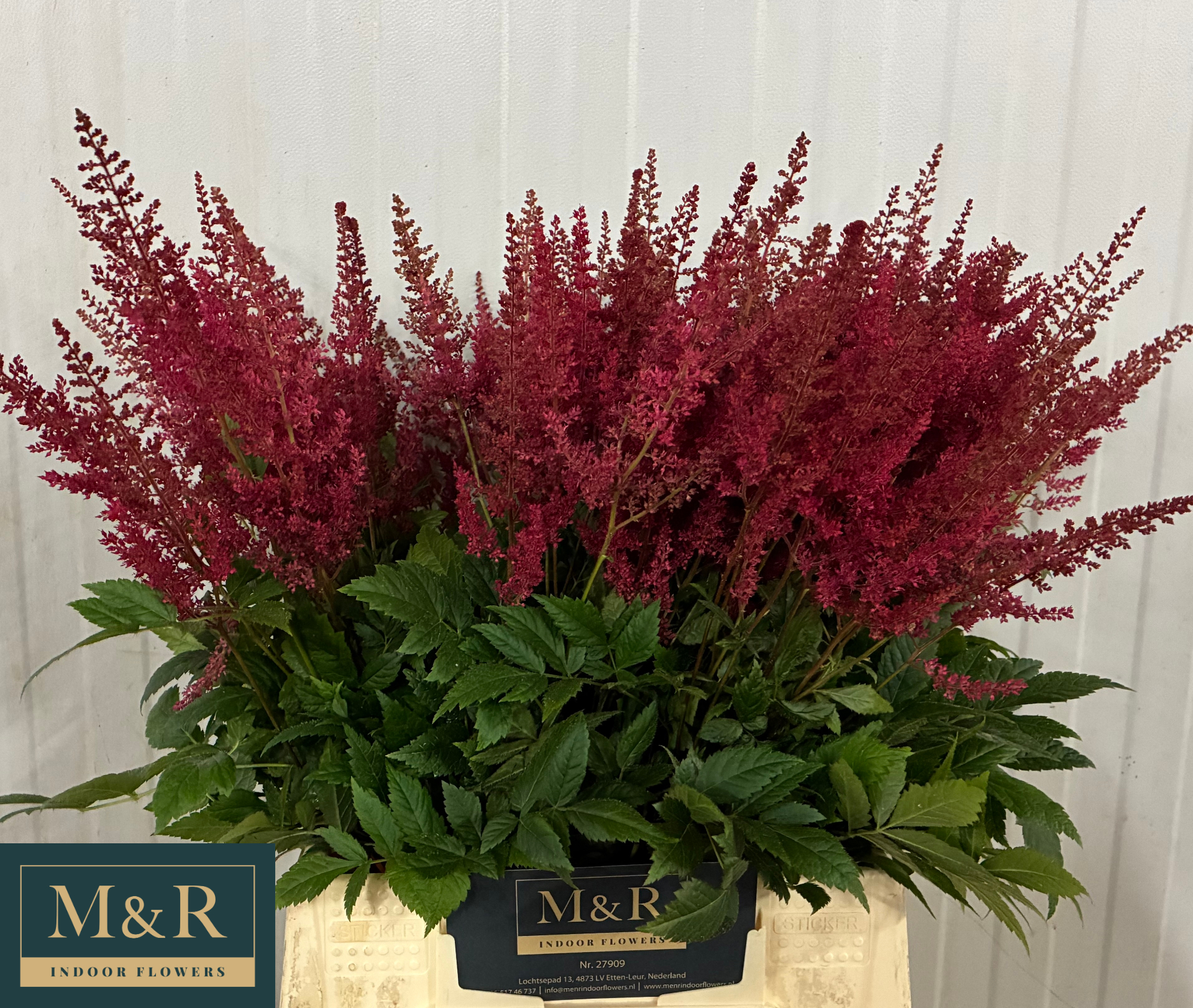 Астильба Пол Гардер 50, шт.