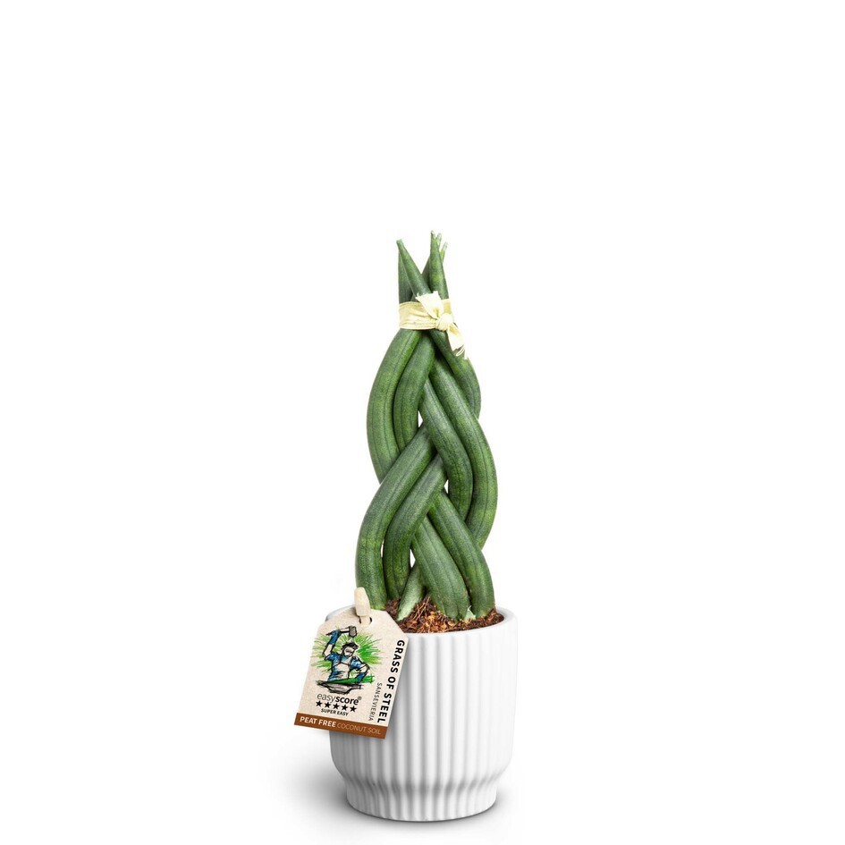 SANSEVIERIA CYLINDRICA 40631160 Nordia W Braid, D 7