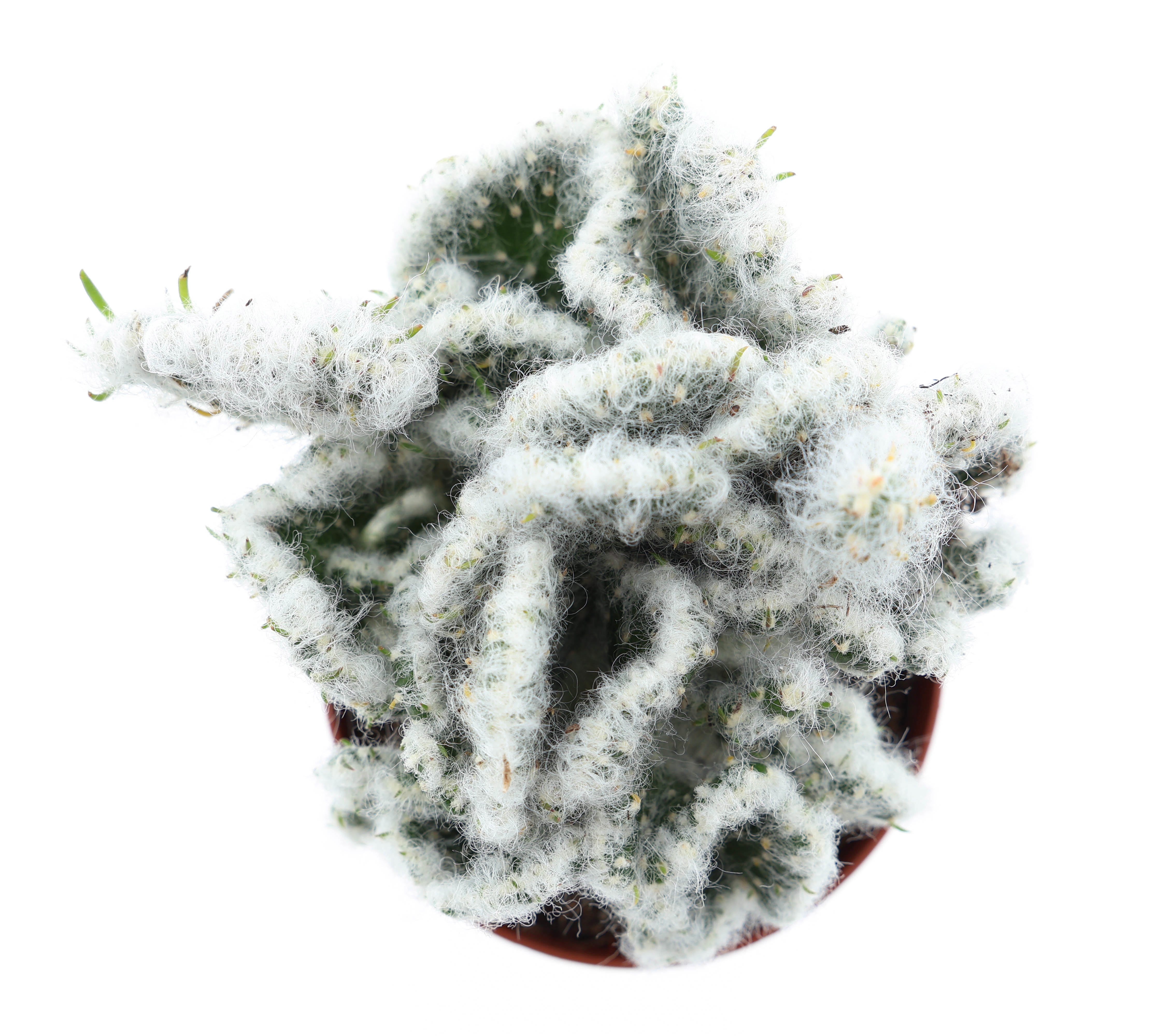 Opuntia vestita cristata, D 8,5