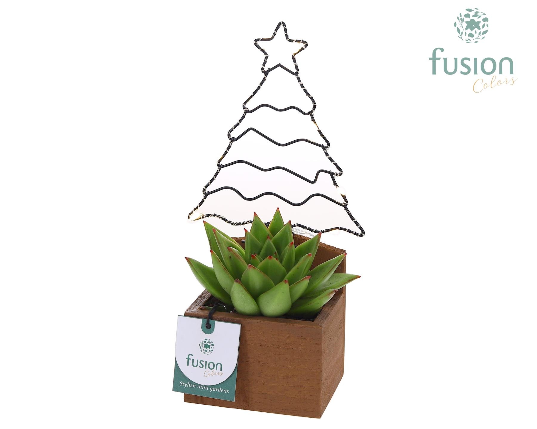 Kerst Plantenbak hout met verlichting en Succulent, D 13 cm