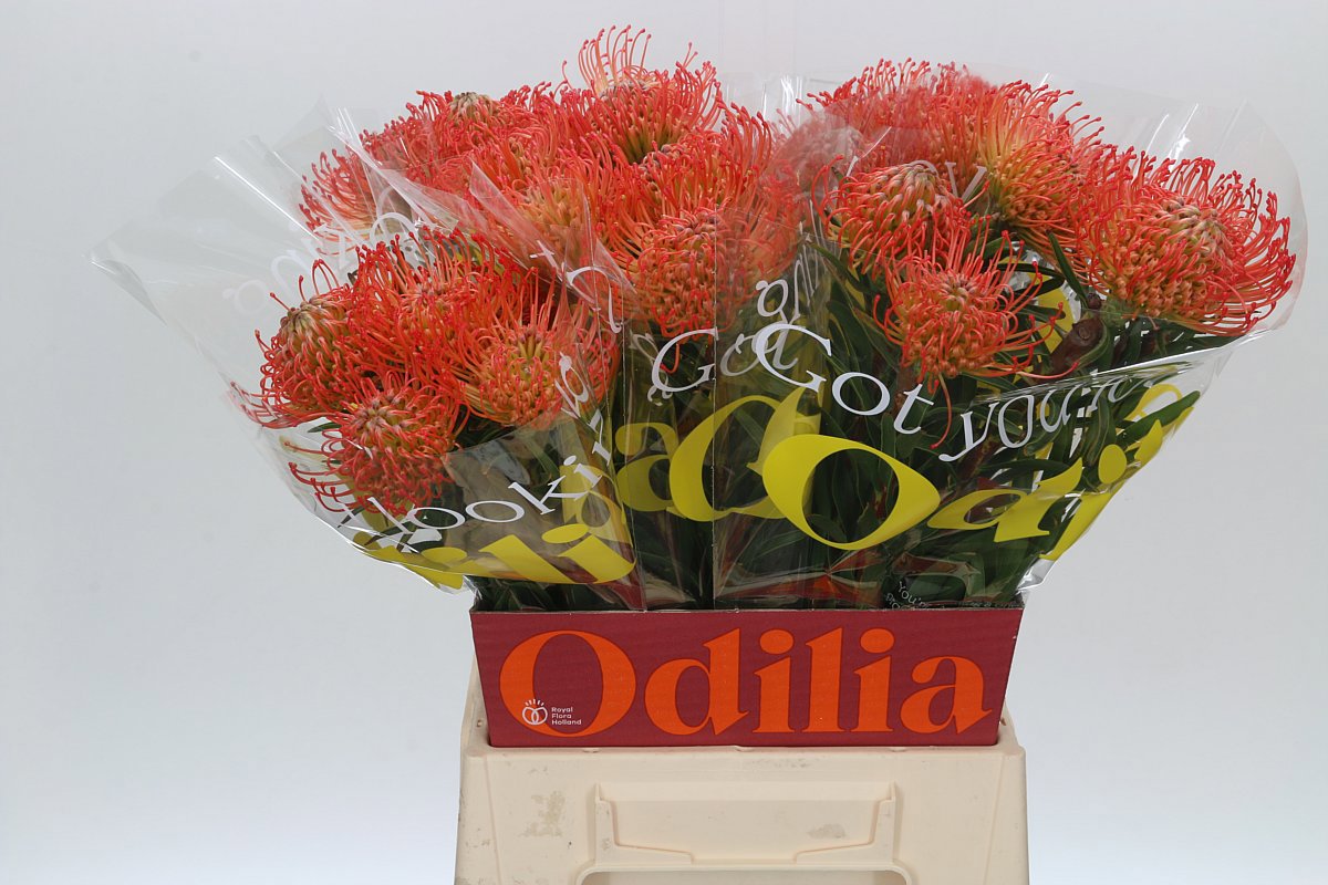 Нутанс Саксешн 50 (красн.), шт.