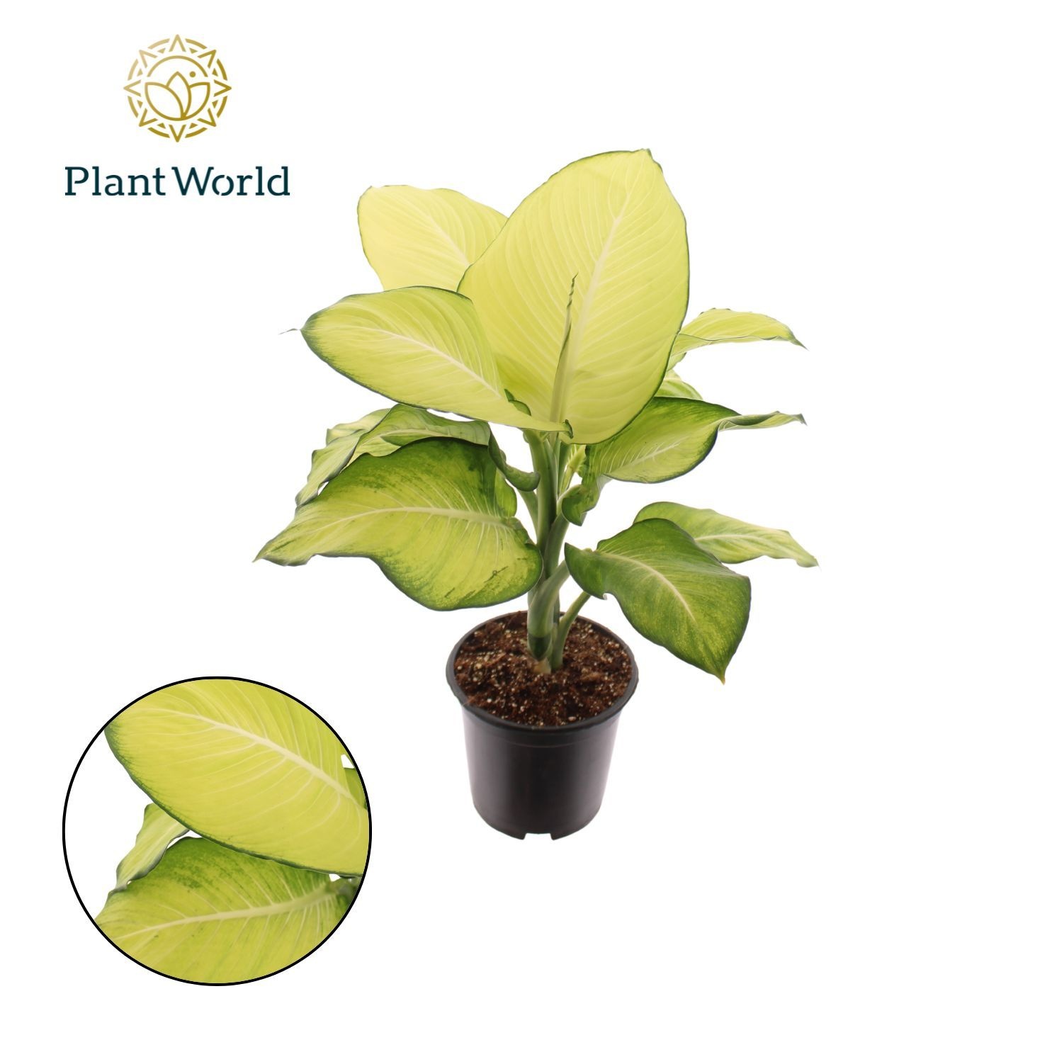 Dieffenbachia Tropic Marianne P21, D 21 cm