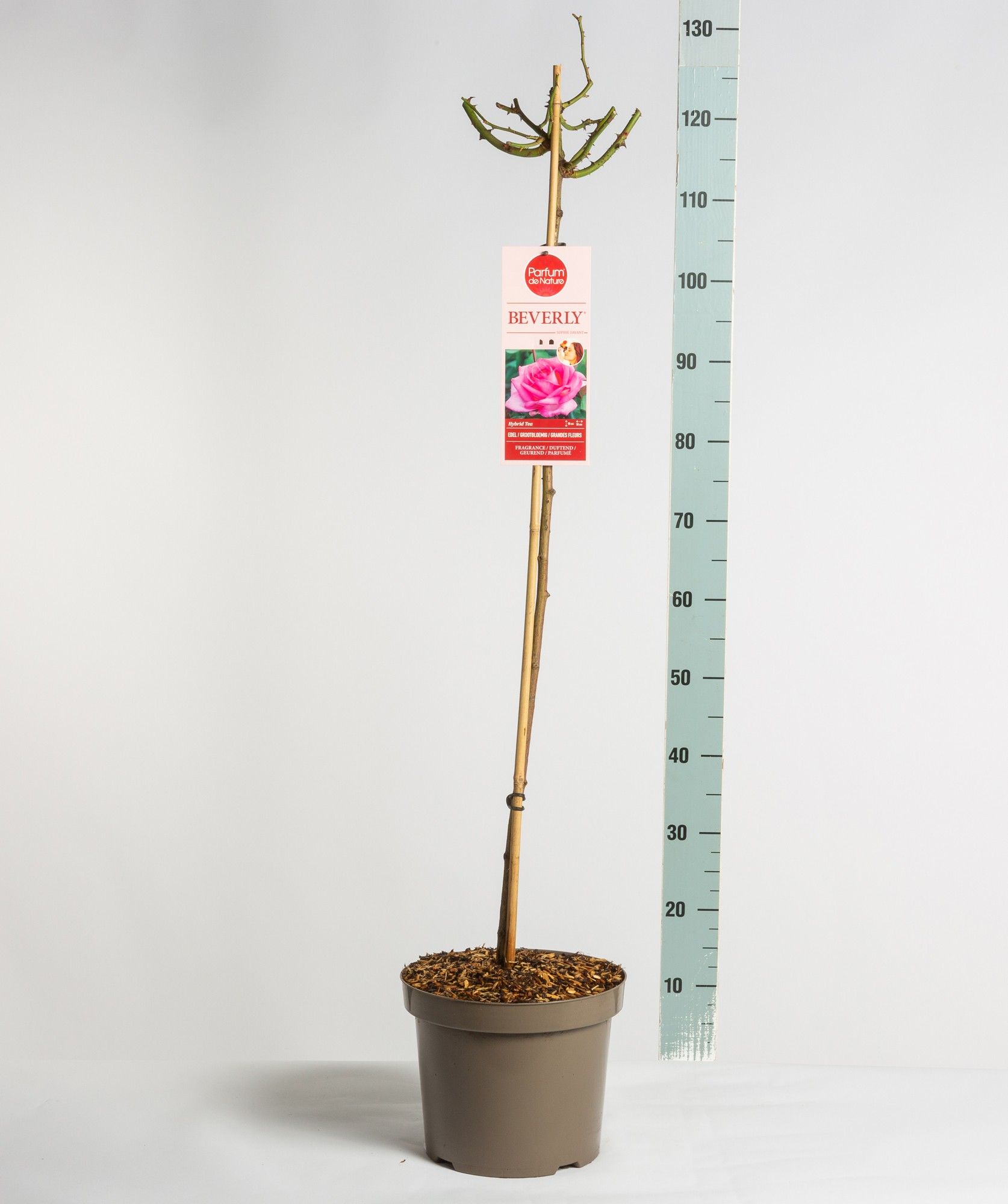 Parfum de Nature Beverly ®, stam 90, C7.5, D 26 cm