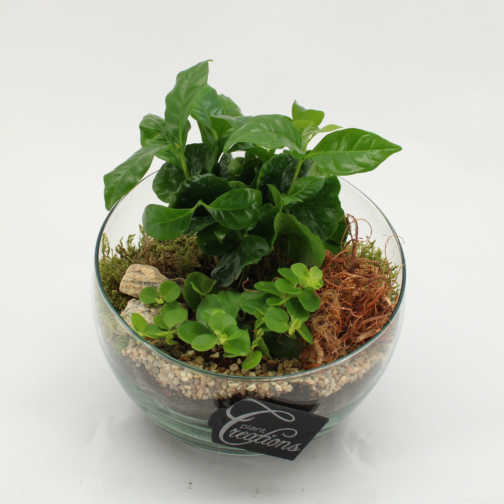 GRCR-2601 Green Essentials, D 18