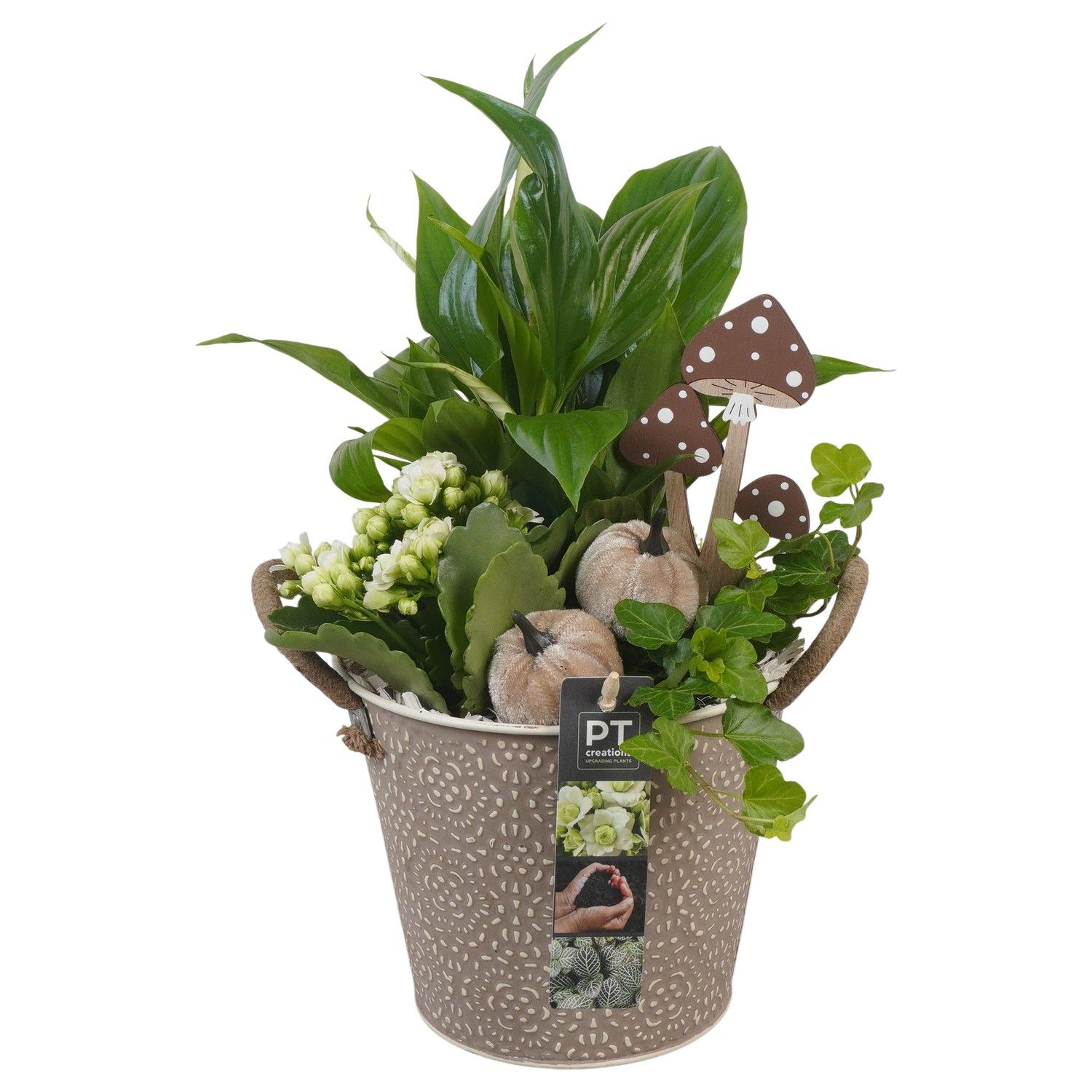 PTHI5369 Arrangement Herfst Indoor in metalen bak, D 16 cm PTHI5369 Arrangement Herfst Indoor in metalen bak, D 16 cm