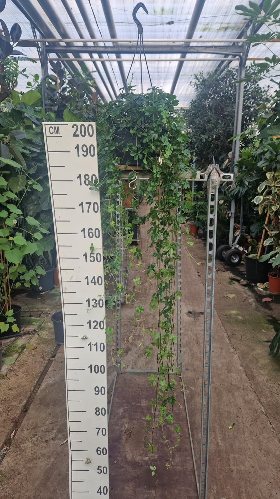 Parthenocissus striata hangplant XL, D 25