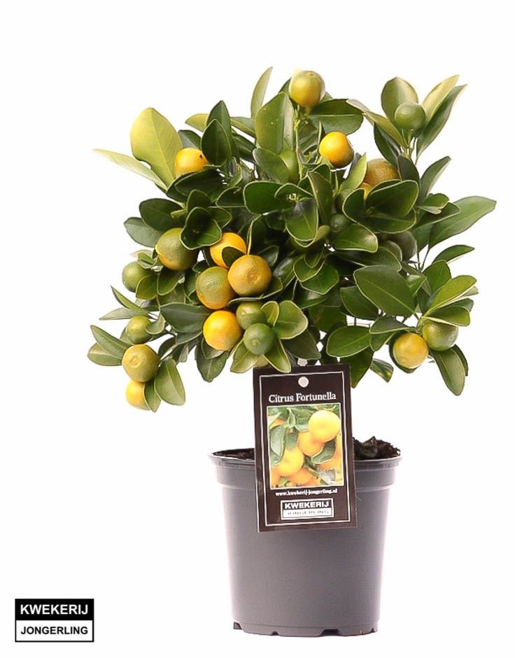 Citrus Calamondin op stam, D 12 cm