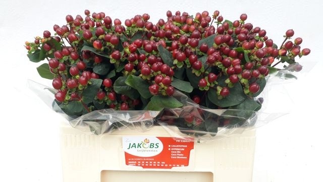 Гипперикум Коко Монтана 55, шт.