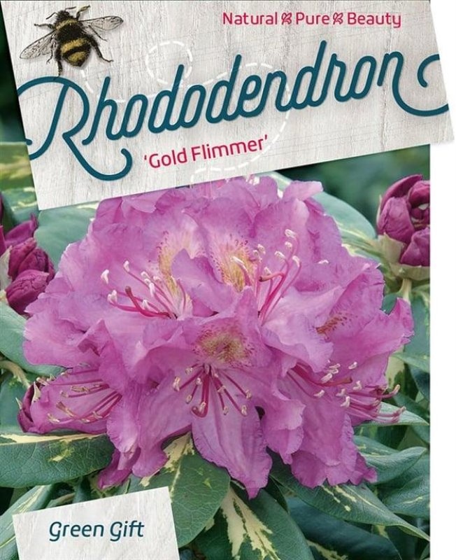Rhododendron 'Goldflimmer', D 40