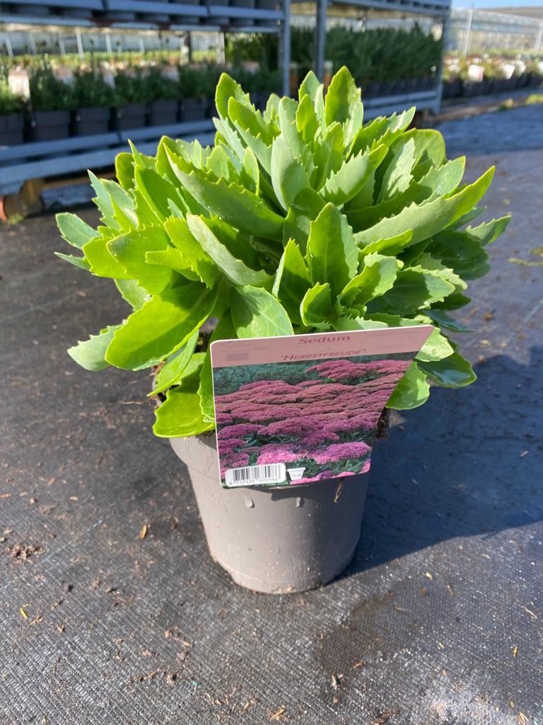 504 DVDS : P15 SEDUM HERBSTFREUDE, D 15