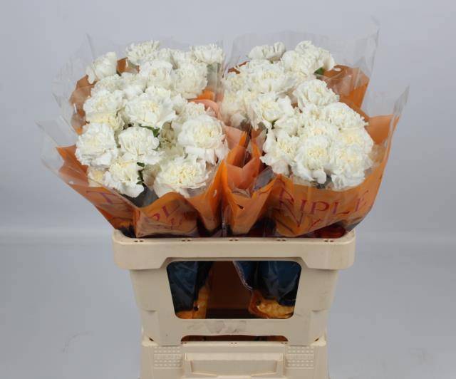 Диантус од. Эверест, шт.