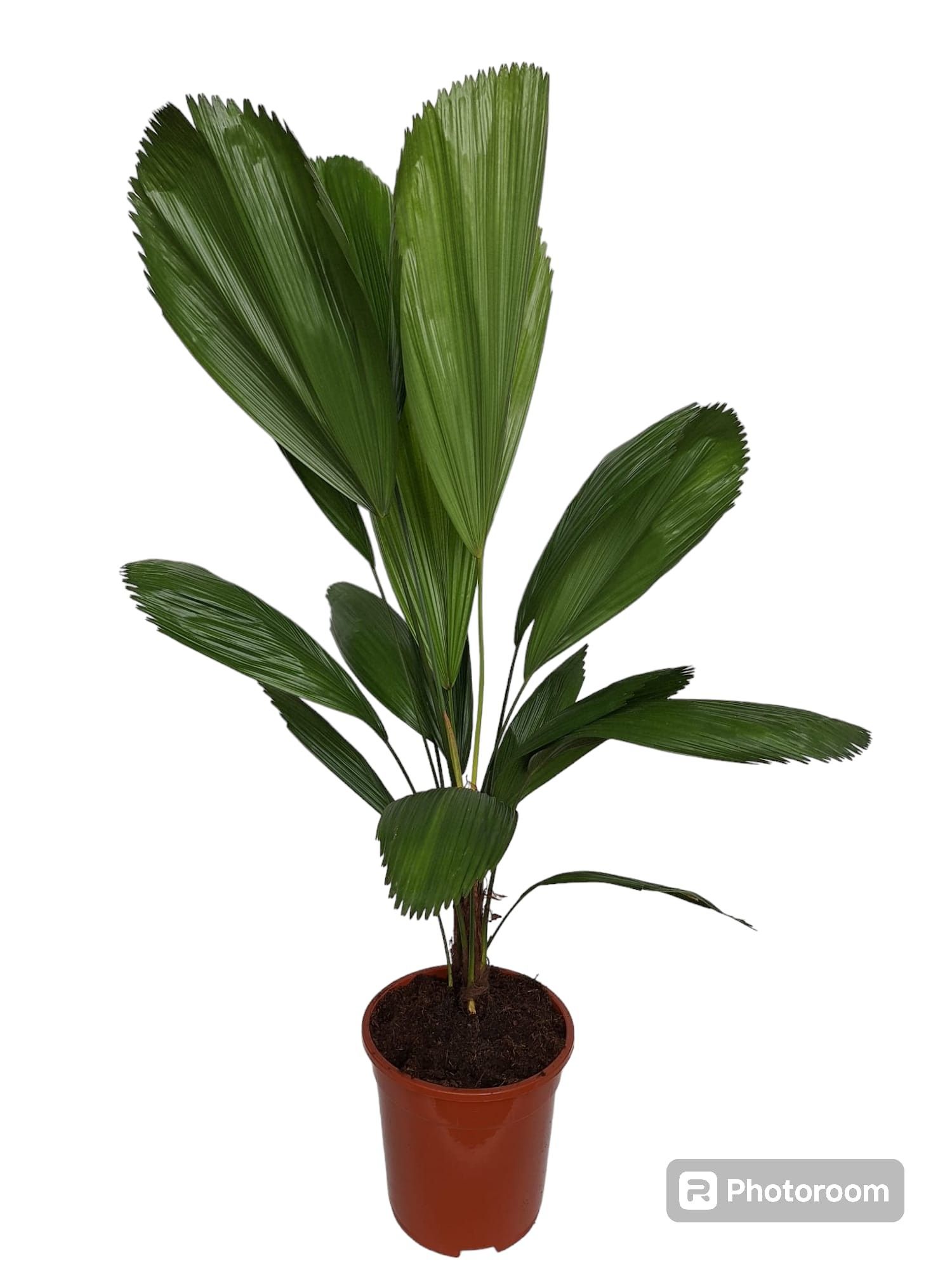 Licuala Grandis 21 cm, D 21 cm