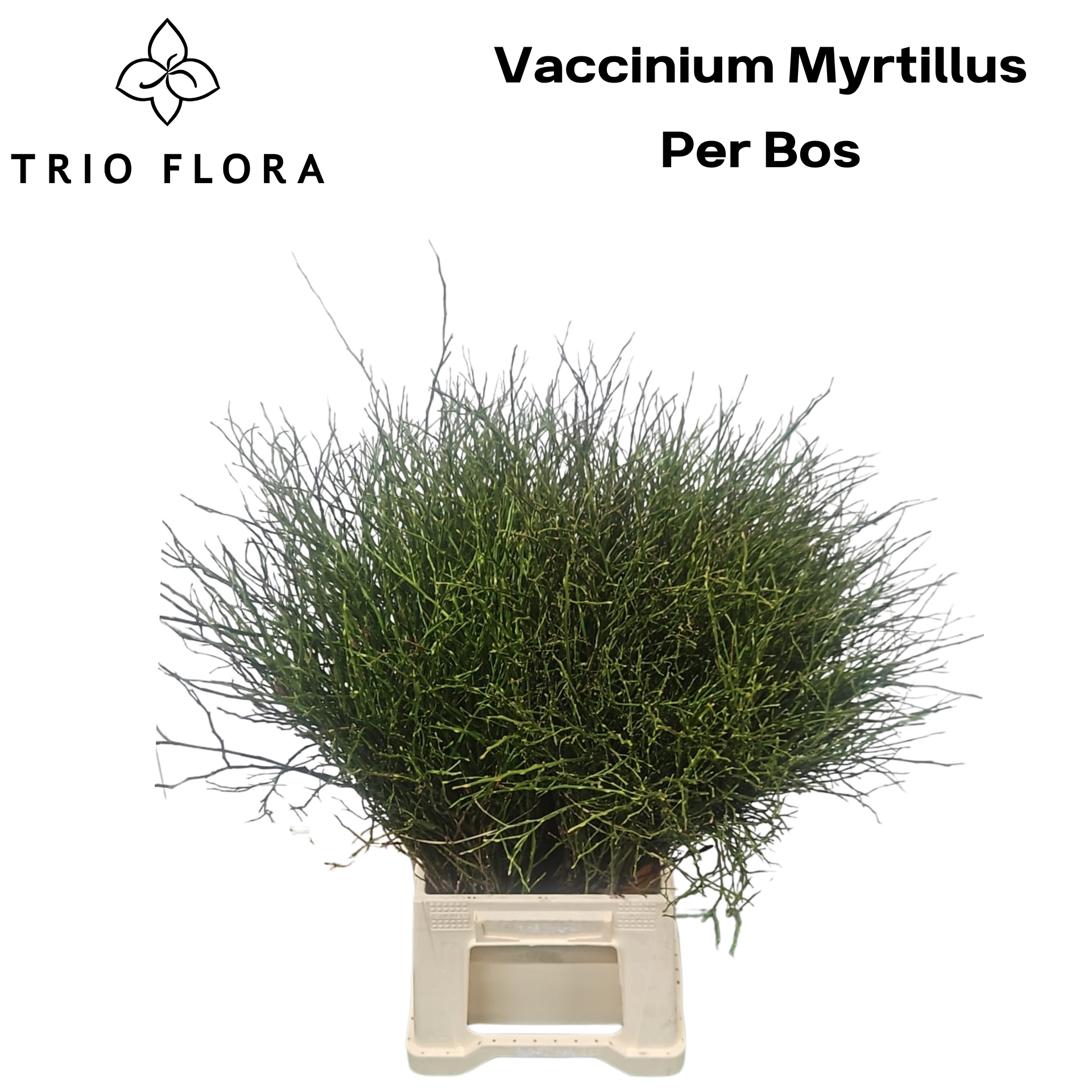 Вациниум Миртилус за пучок 50, пуч.