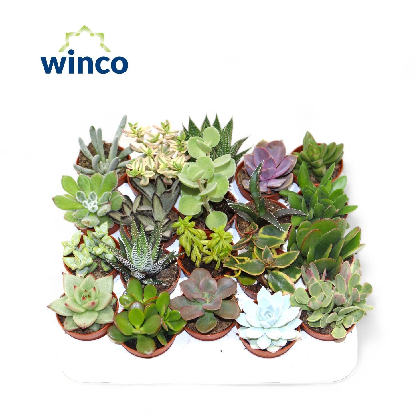 Succulenten Mix, D 5,5 cm