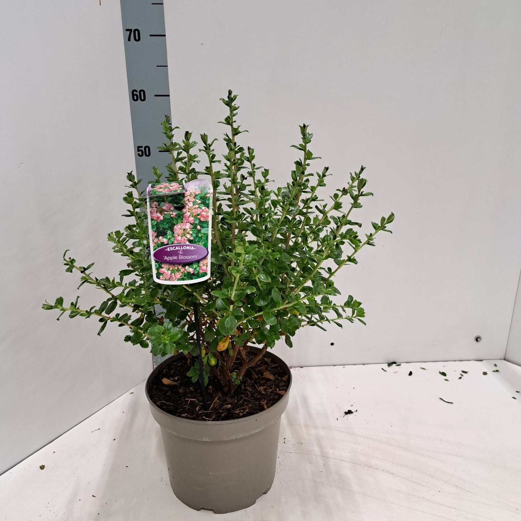 Escallonia 'Apple Blossom', D 23 cm