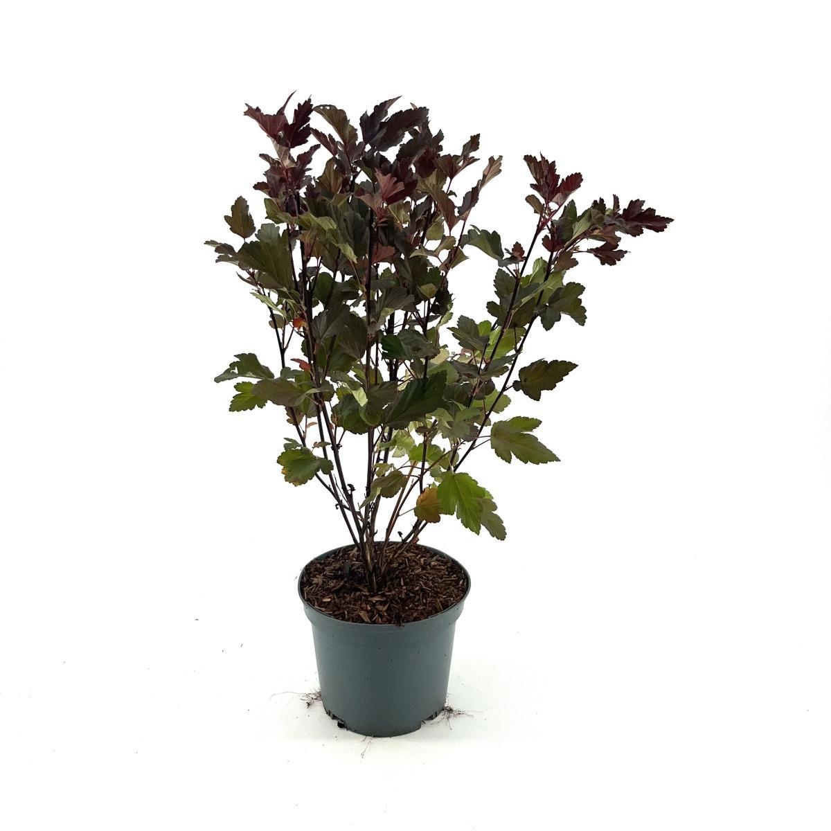 Physocarpus opulif. Diable d'Or, D 19