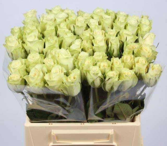 Роза од. Атена 40, шт.