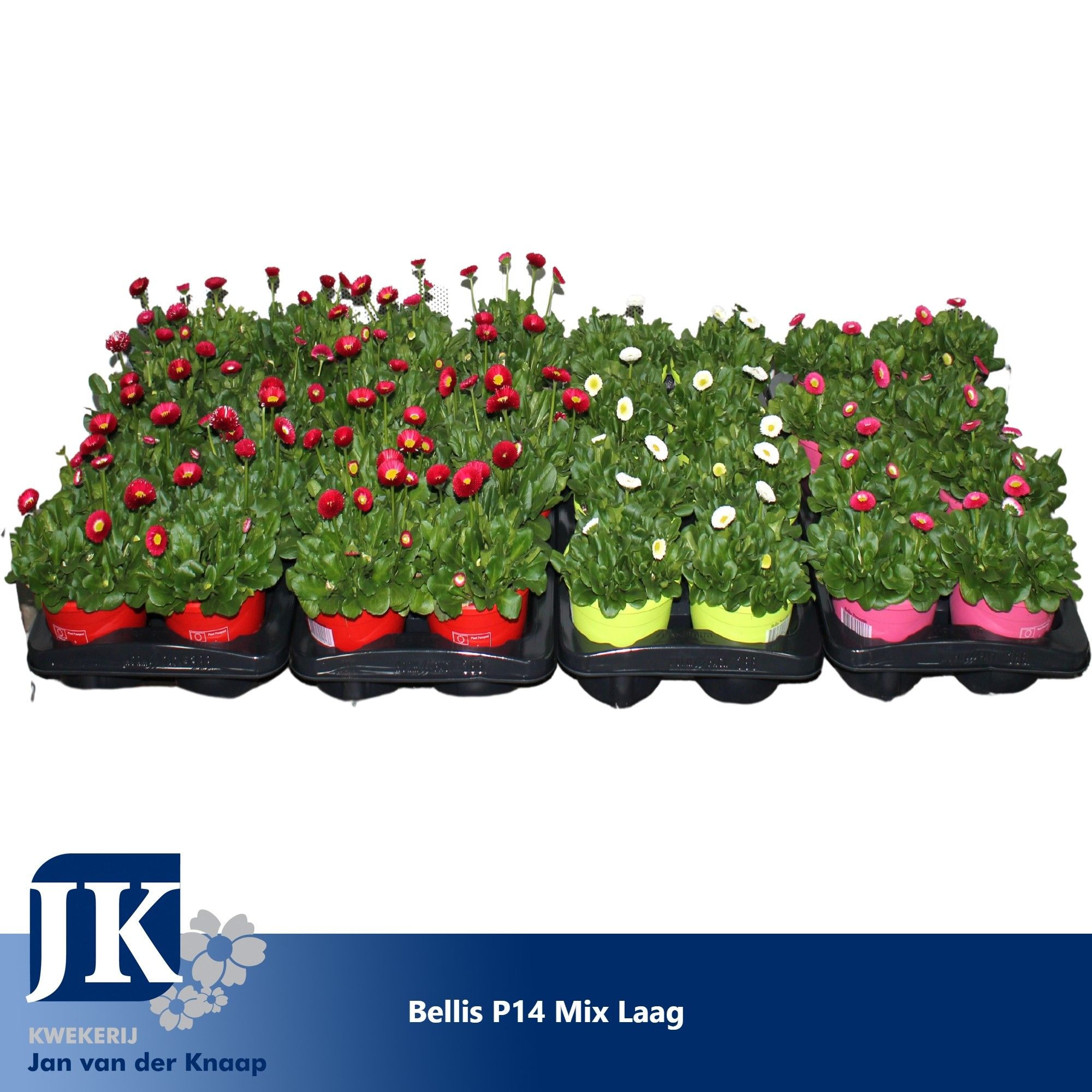 Bellis p14 Mix laag, D 14