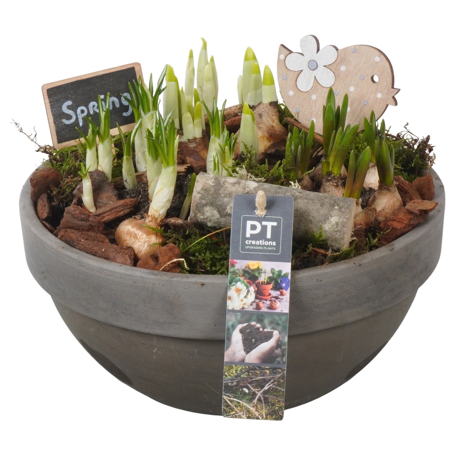 PTBM3876 Arrangement Flower Bulbs Mix in terracotta schaal, D 23