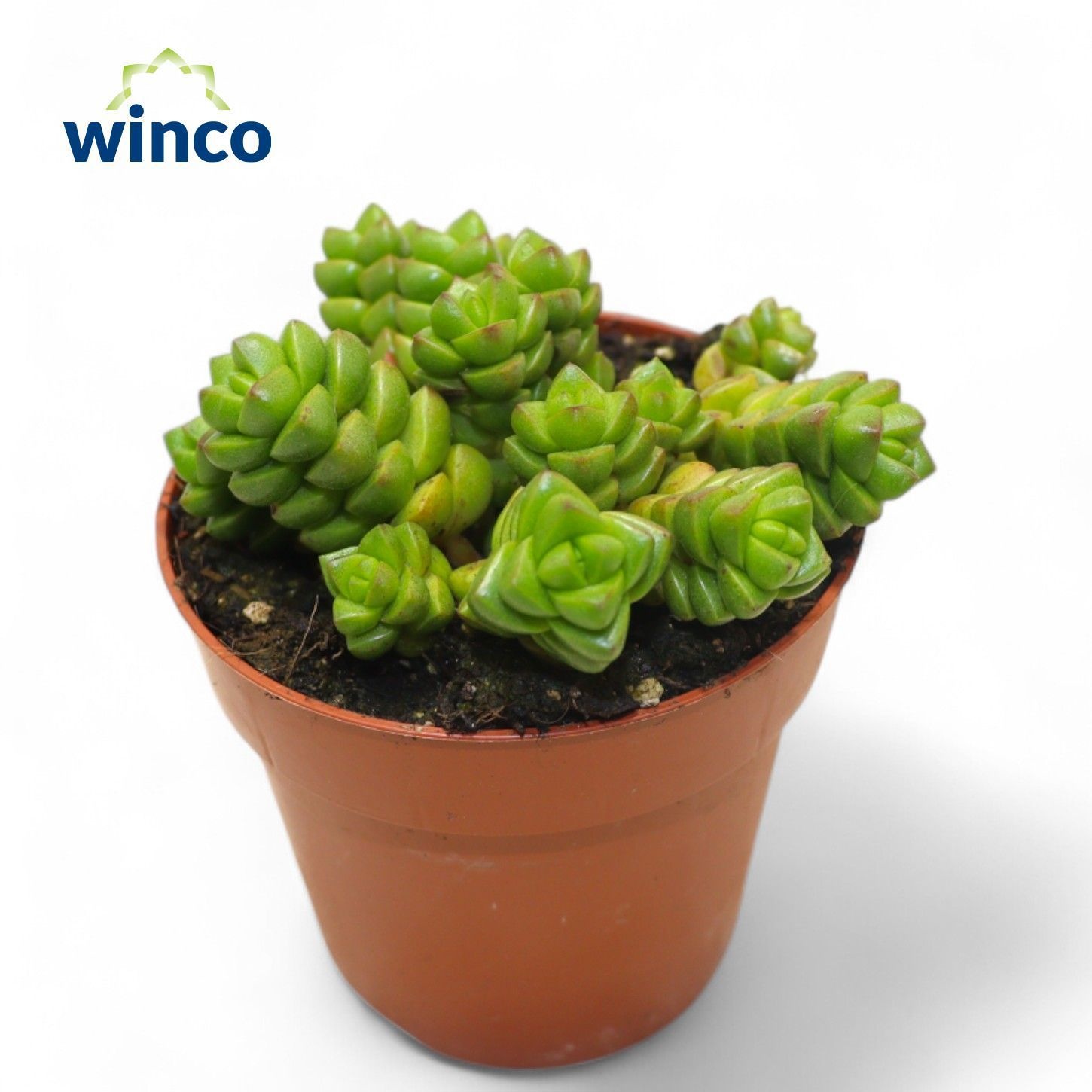 Crassula Columella, D 8,5