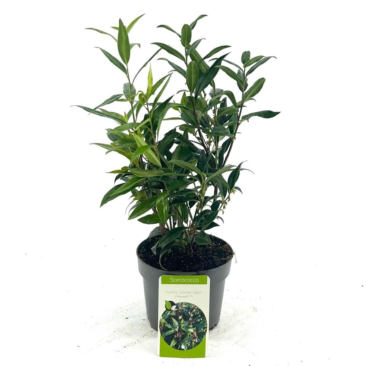 Sarcococca humilis Winter Gem, D 17