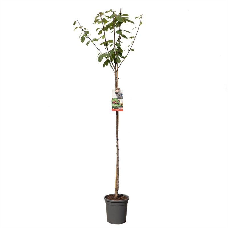 Prunus avium Regina hoogstam Zoete kers, D 31