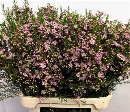 Шамелациум Эрли Нир 80, шт.