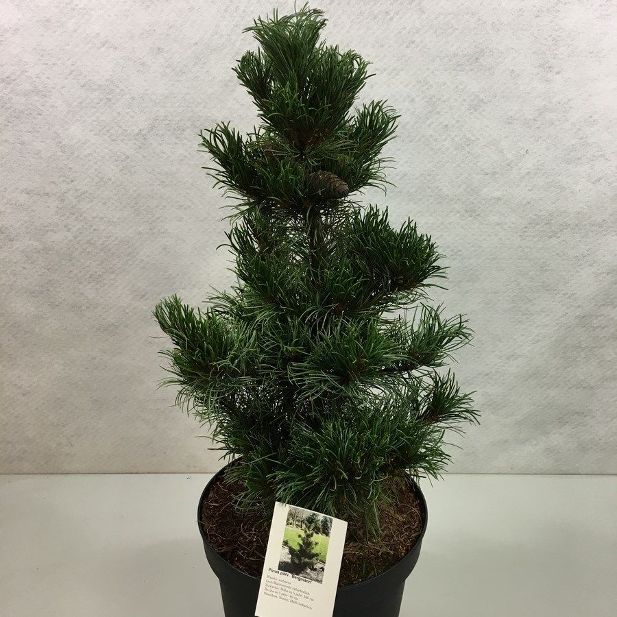 Pinus parviflora 'Bergmann', D 26