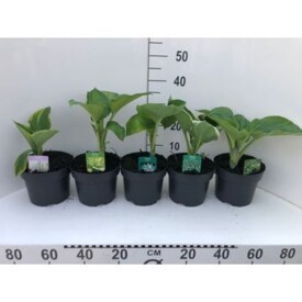 433 DVDS : P19 Hosta mix soorten, D 19