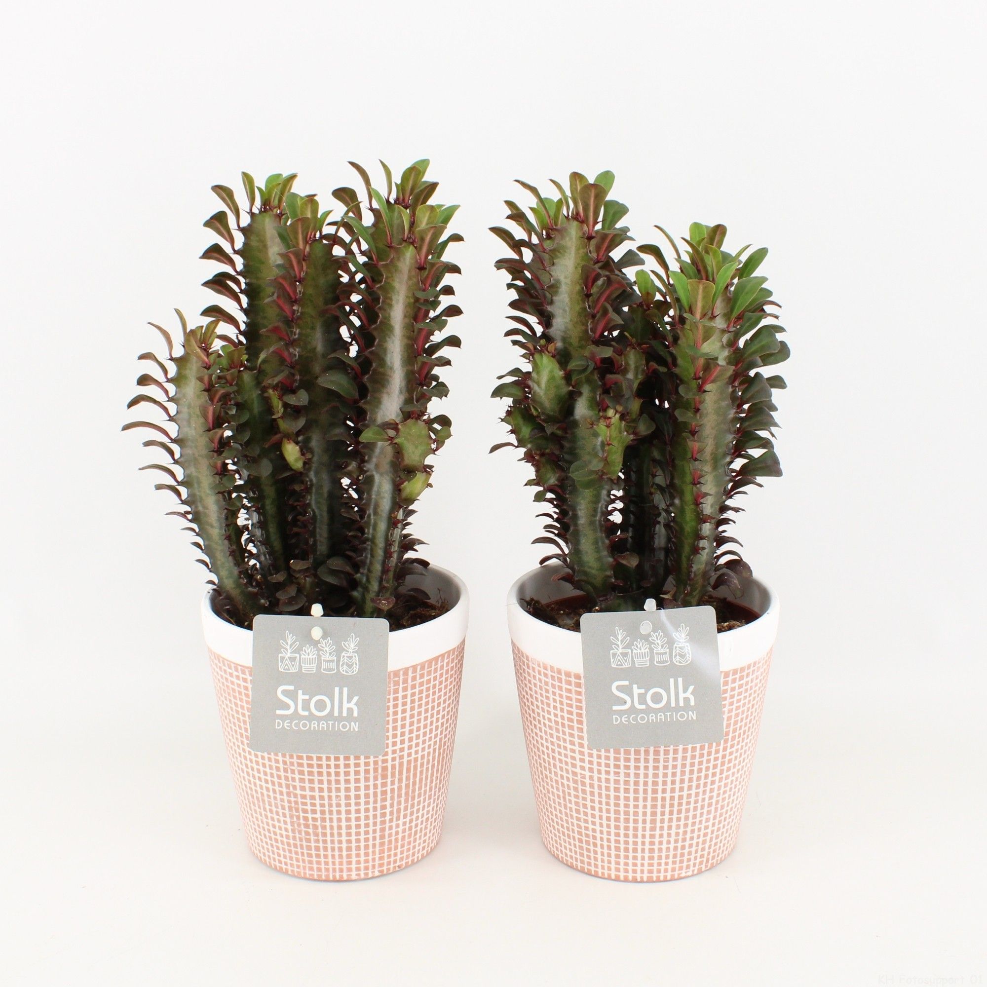 Euphorbia Trigona Rubra in Terracotta Pot, D 13