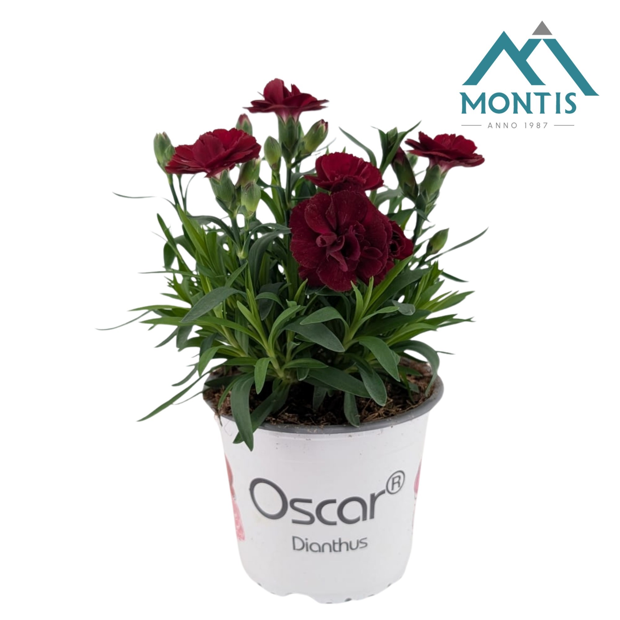 Dianthus Oscar 'Cherry', D 13