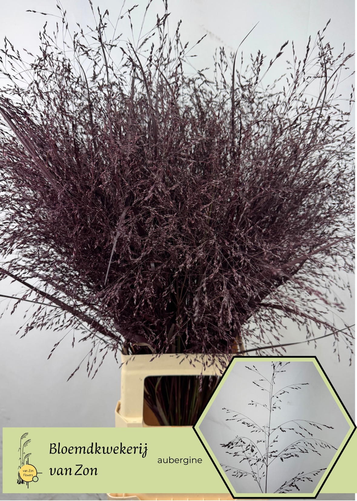 Сирграс Овериг Крашеный (краш. ) 95, шт.